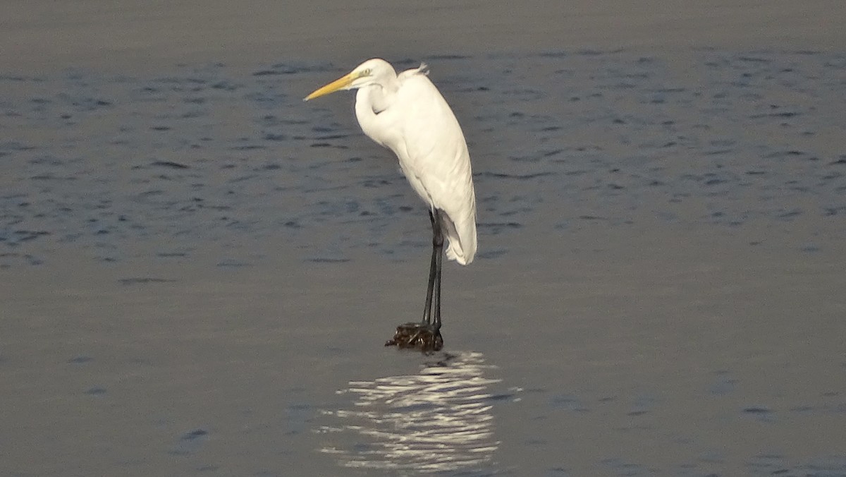 Great Egret - Kim Cancino