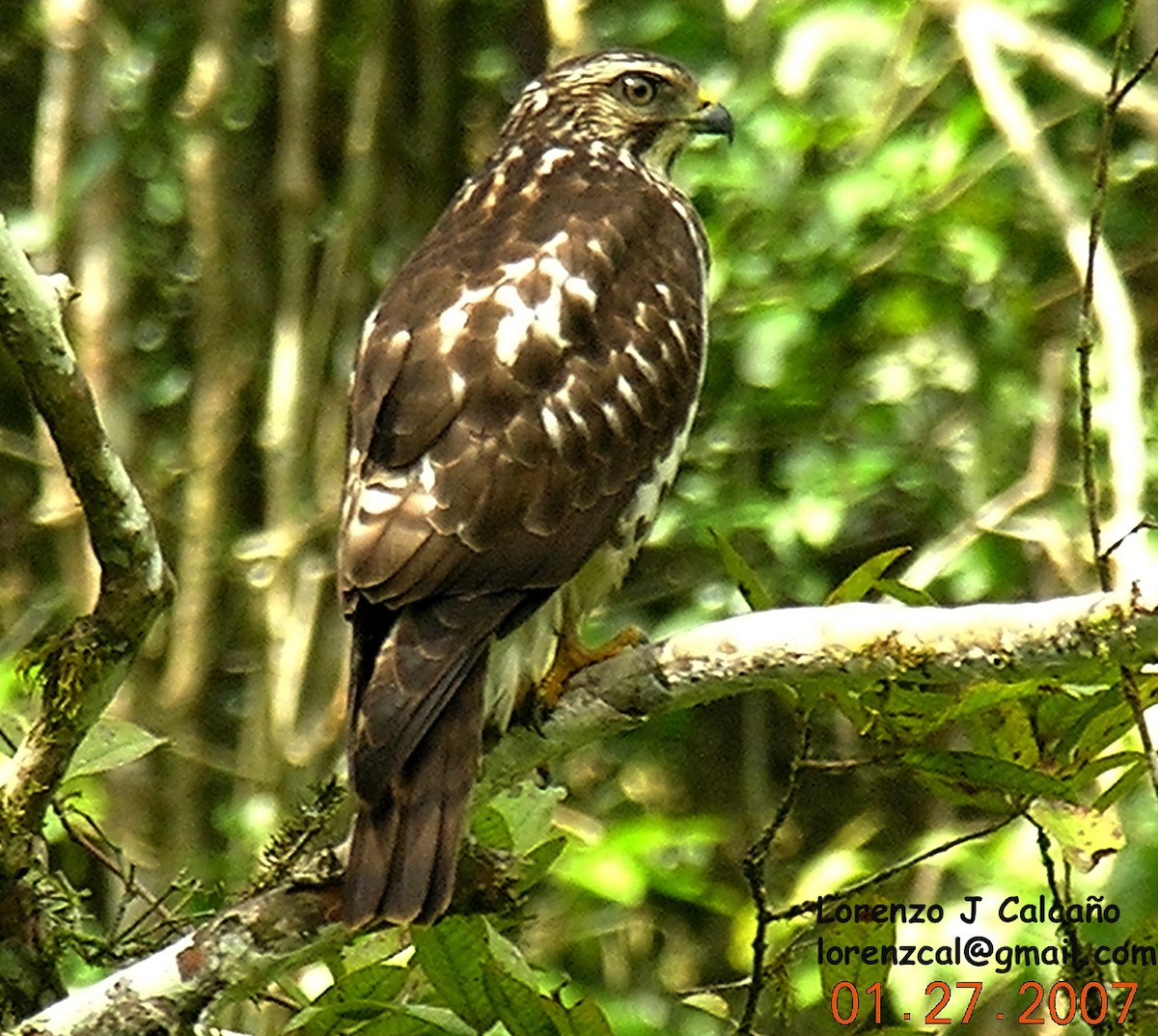 Broad-winged Hawk - ML198063131