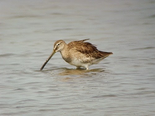 Long-billed Dowitcher - ML198063311
