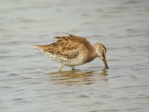 Long-billed Dowitcher - ML198063321