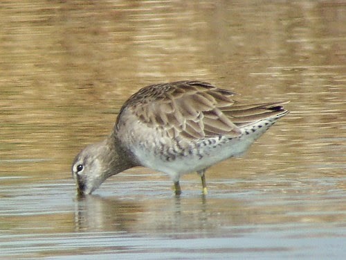 Long-billed Dowitcher - ML198063331