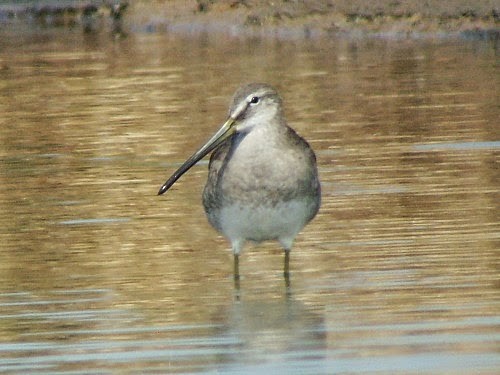 Long-billed Dowitcher - ML198063341