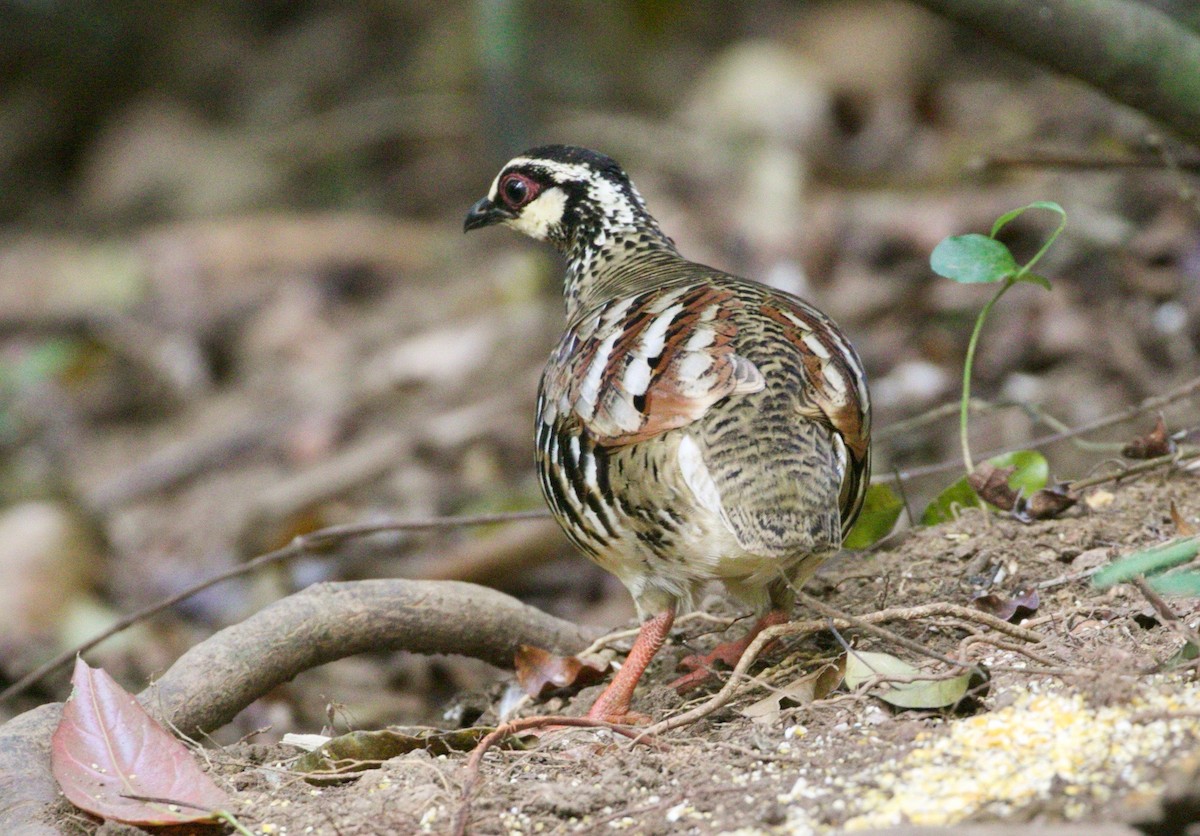 Bar-backed Partridge - ML198068341