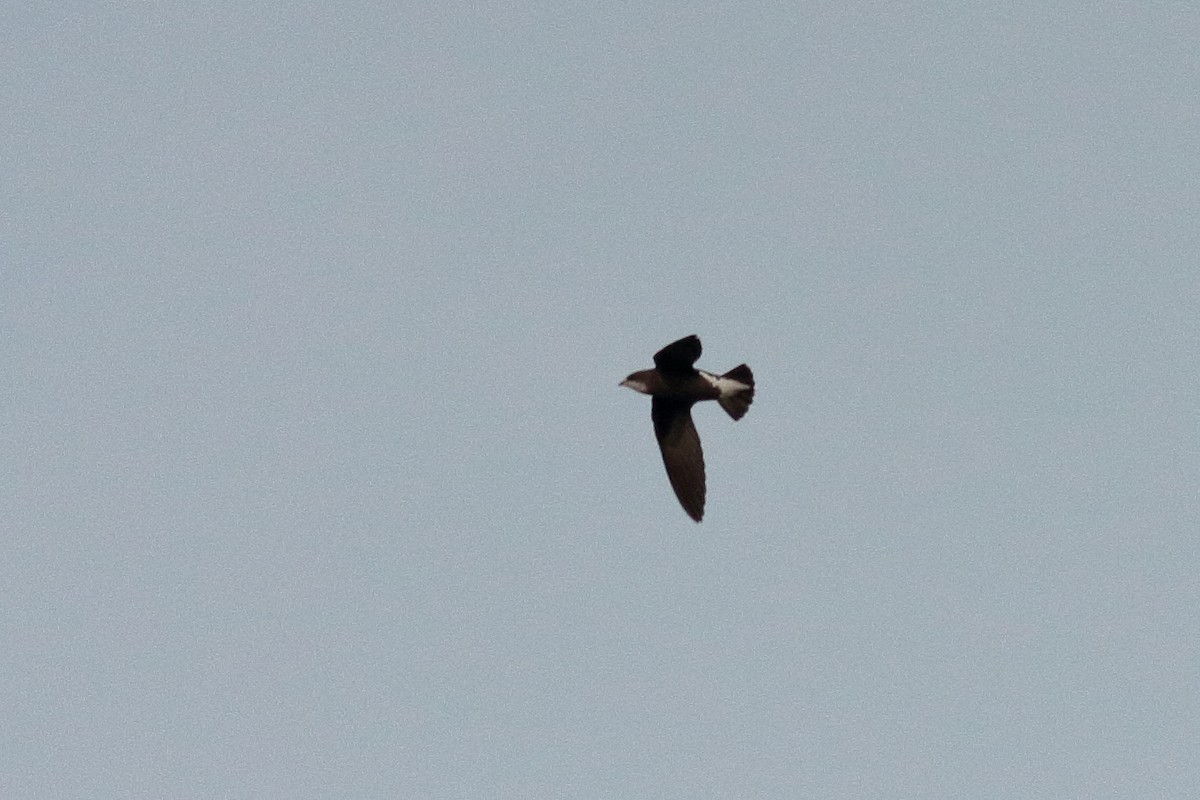 White-throated Needletail - Chris A