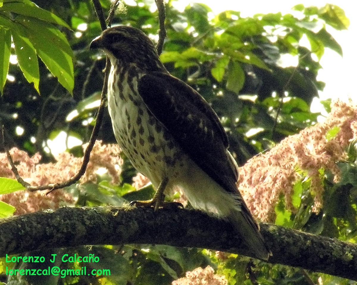 Broad-winged Hawk - ML198069731