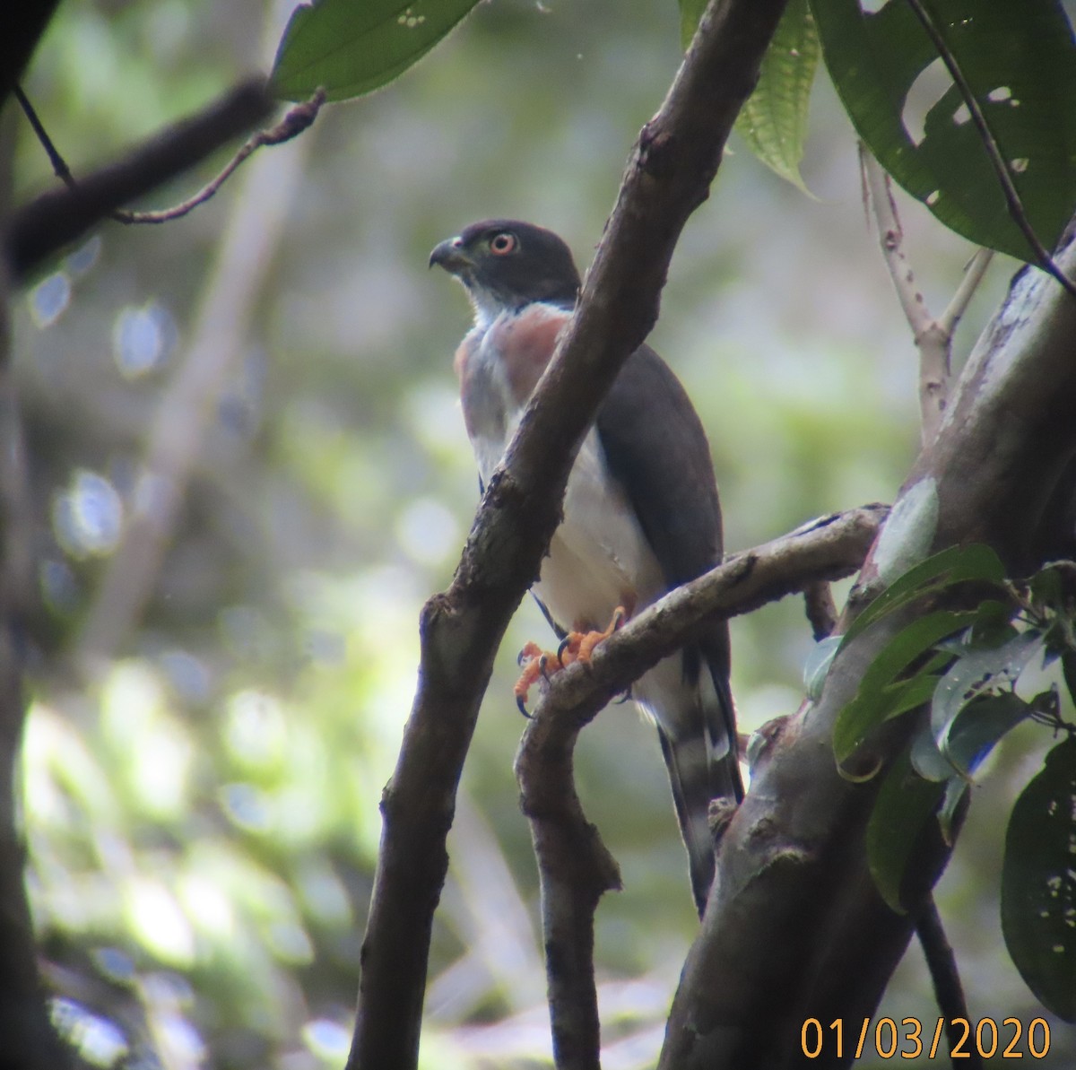 Double-toothed Kite - ML198070301