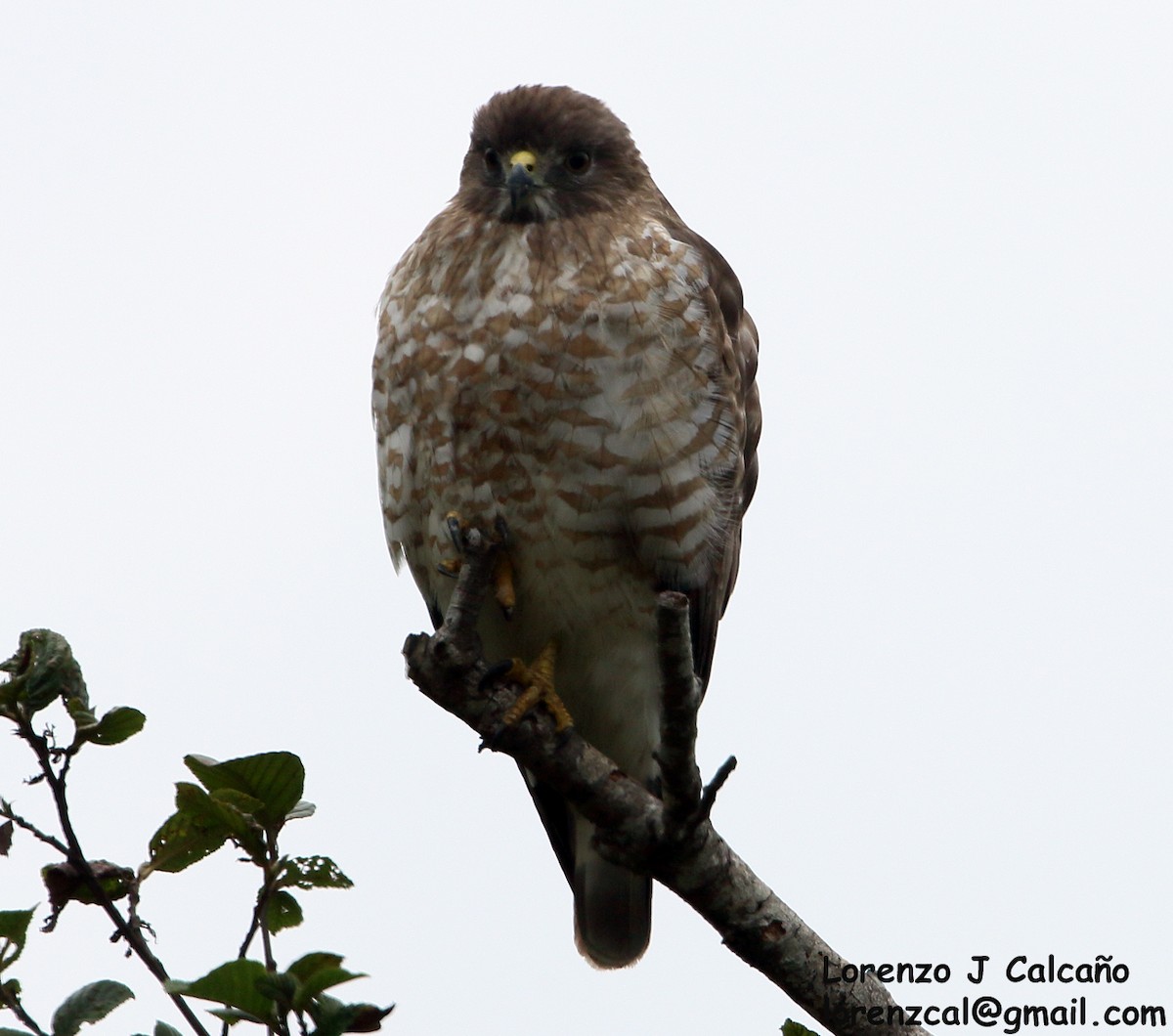 Broad-winged Hawk - Lorenzo Calcaño