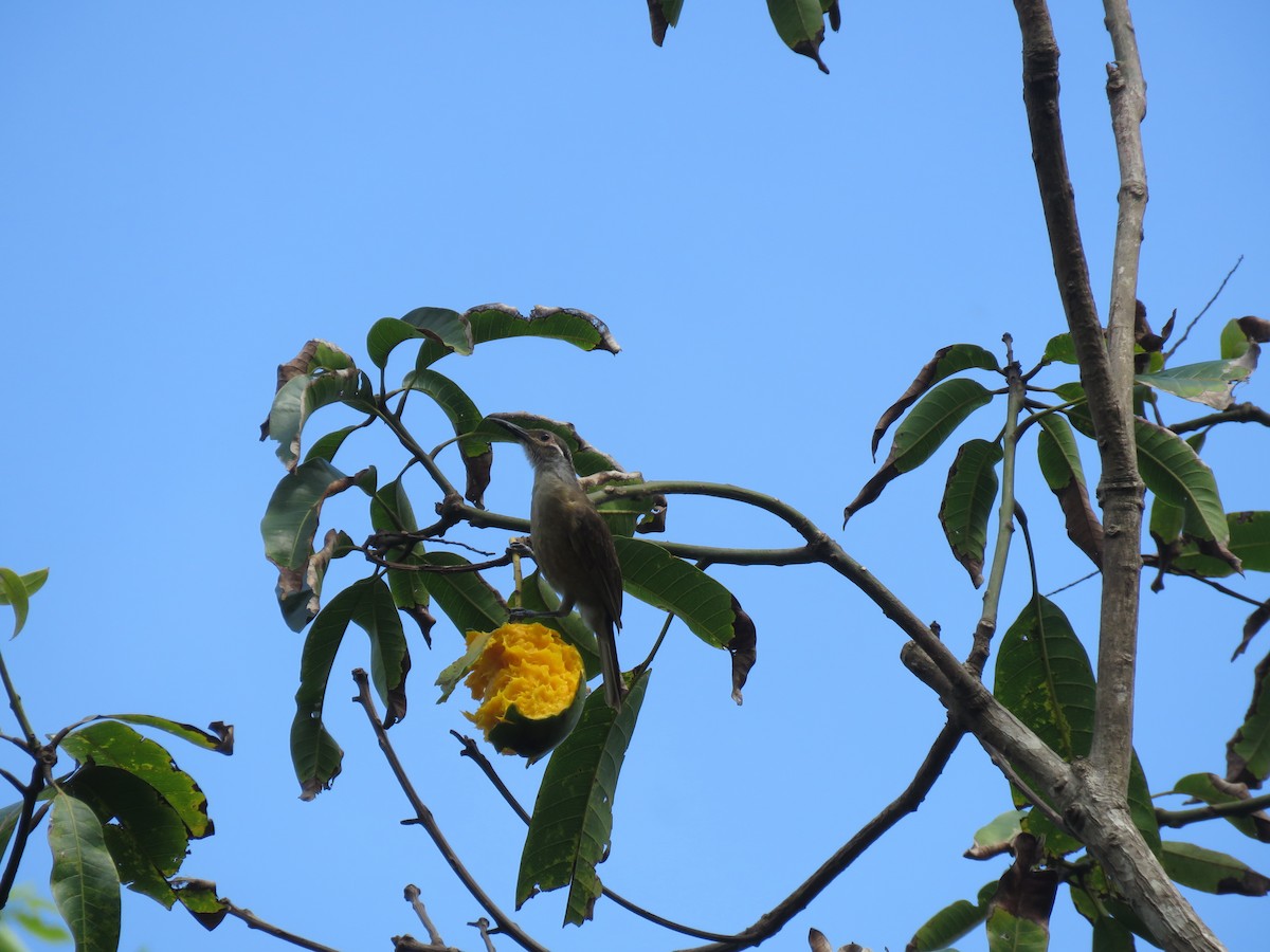 Tawny-breasted Honeyeater - ML198071561