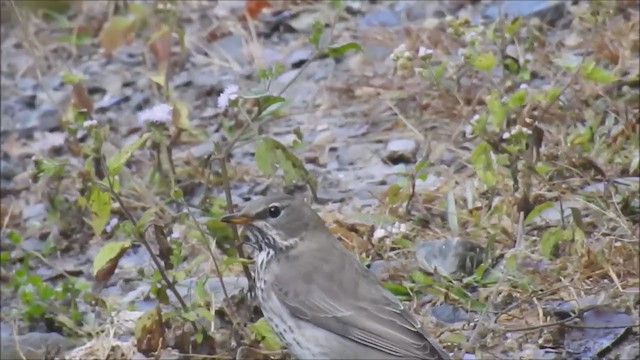 Black-throated Thrush - ML198071661