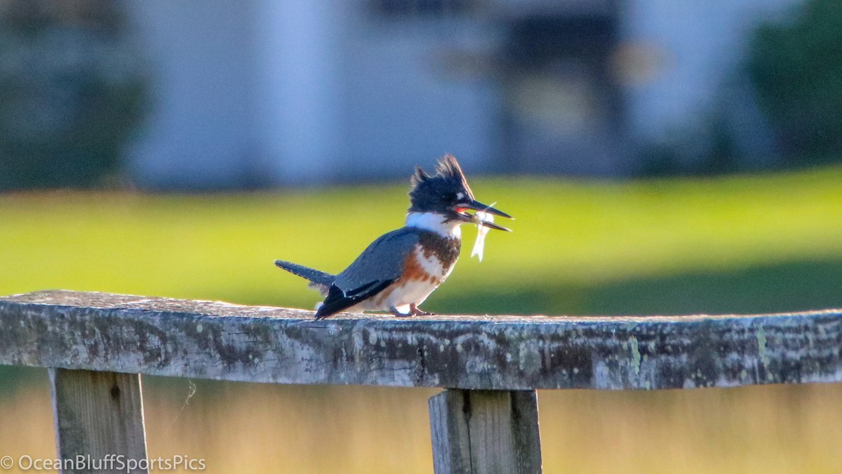 Belted Kingfisher - ML198072501