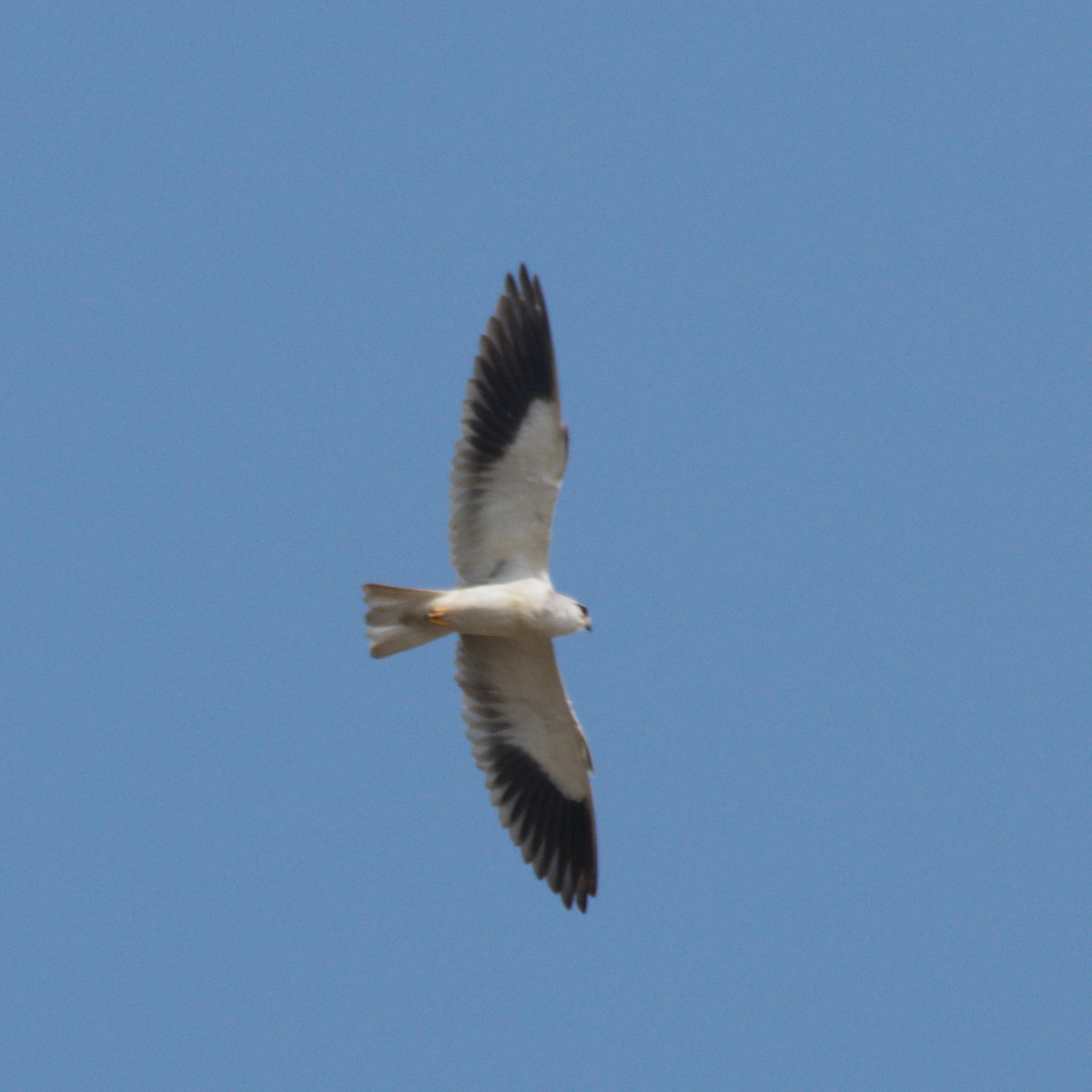 Black-winged Kite - Srinivas Mallela