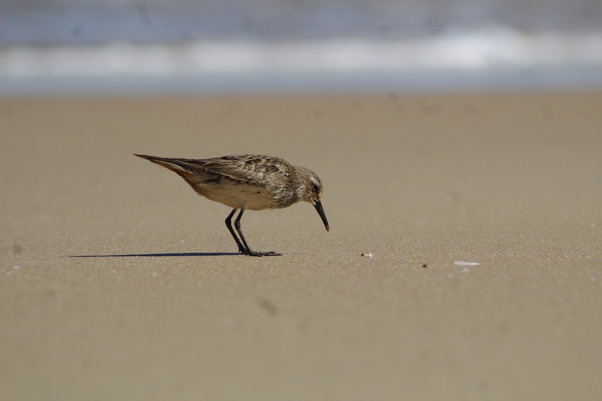 White-rumped Sandpiper - ML198073851