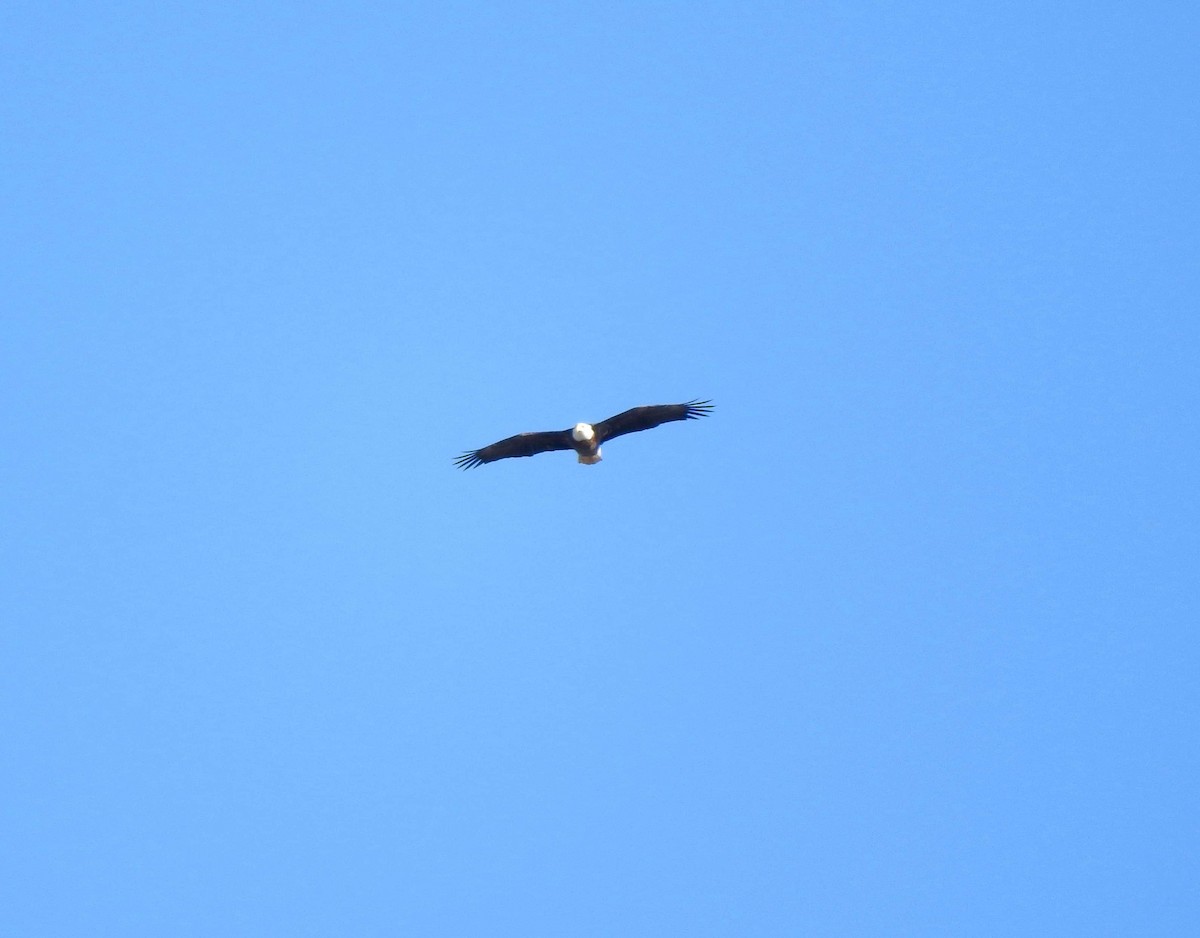 Bald Eagle - ML198074281