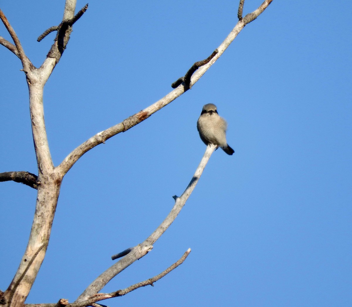 Northern Shrike - ML198074301