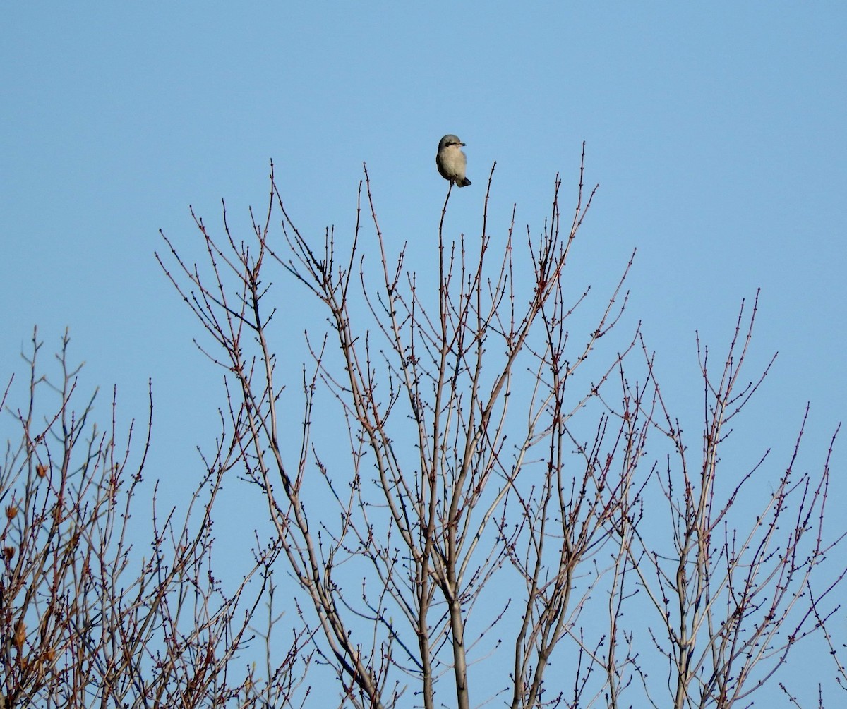 Northern Shrike - ML198074331