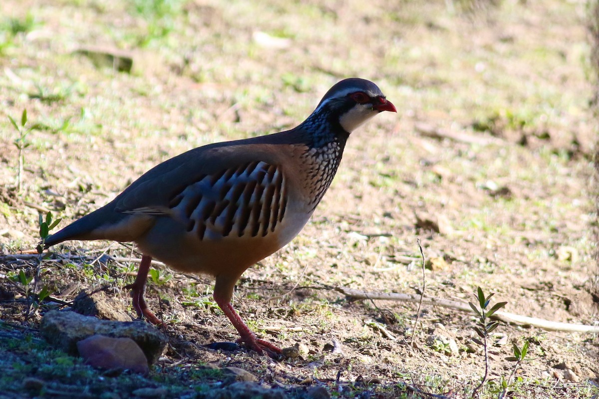 Red-legged Partridge - Anton Liebermann