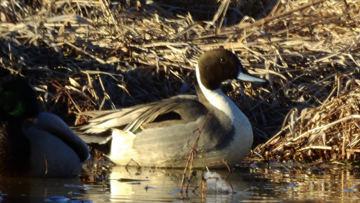 Northern Pintail - Meg Brown