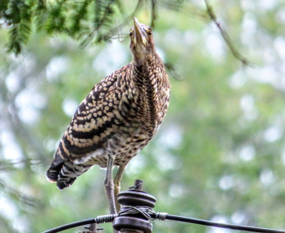 Rufescent Tiger-Heron - ML198077501