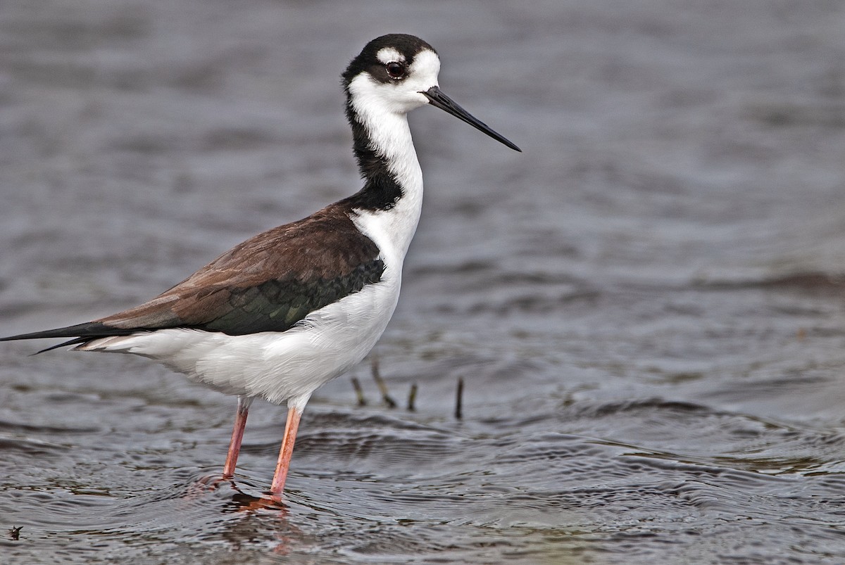 Black-necked Stilt - Andrew Simon