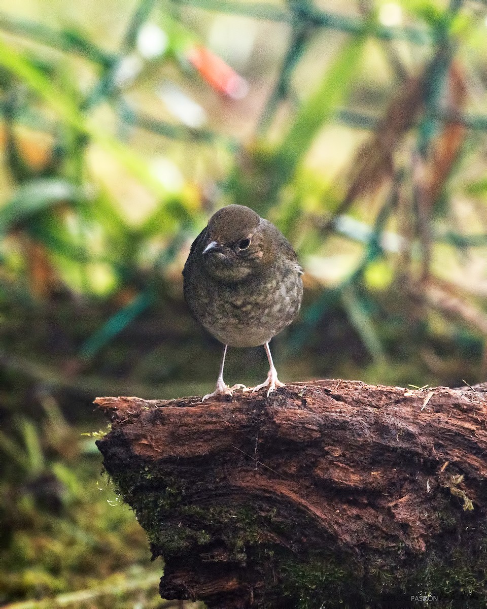 Rufous-headed Robin - ML198083821