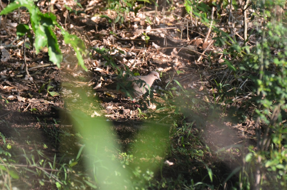 White-tipped Dove (White-tipped) - ML198084311