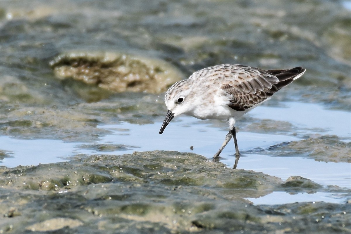 Red-necked Stint - Mark and Angela McCaffrey