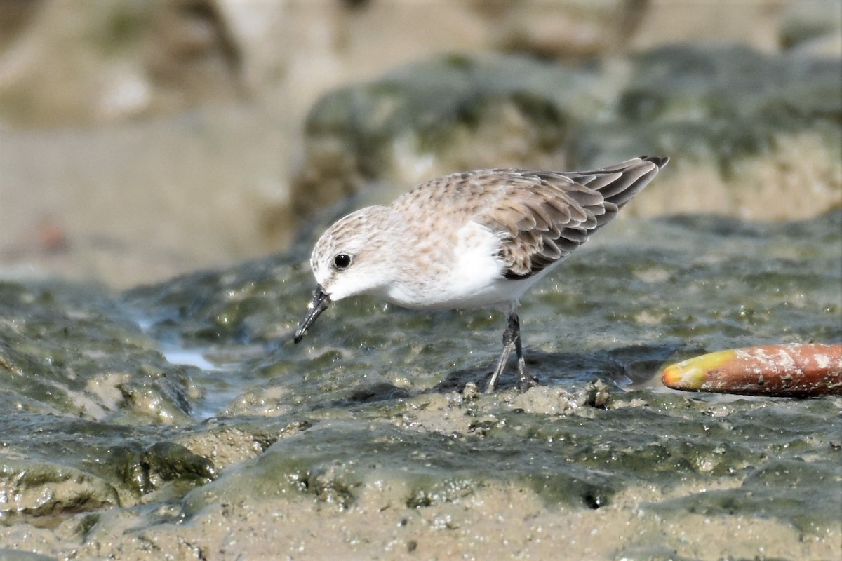 Red-necked Stint - Mark and Angela McCaffrey