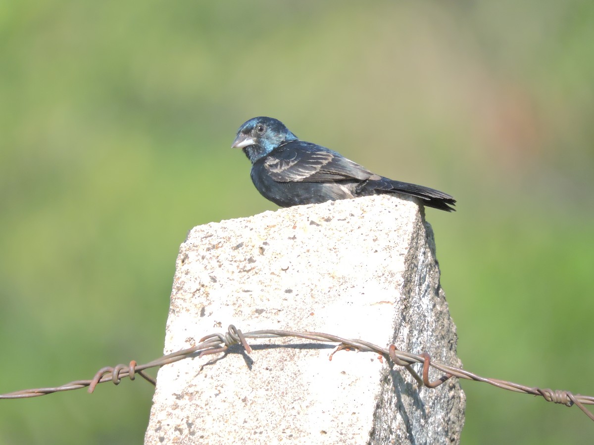 Blue-black Grassquit - Edu Martins