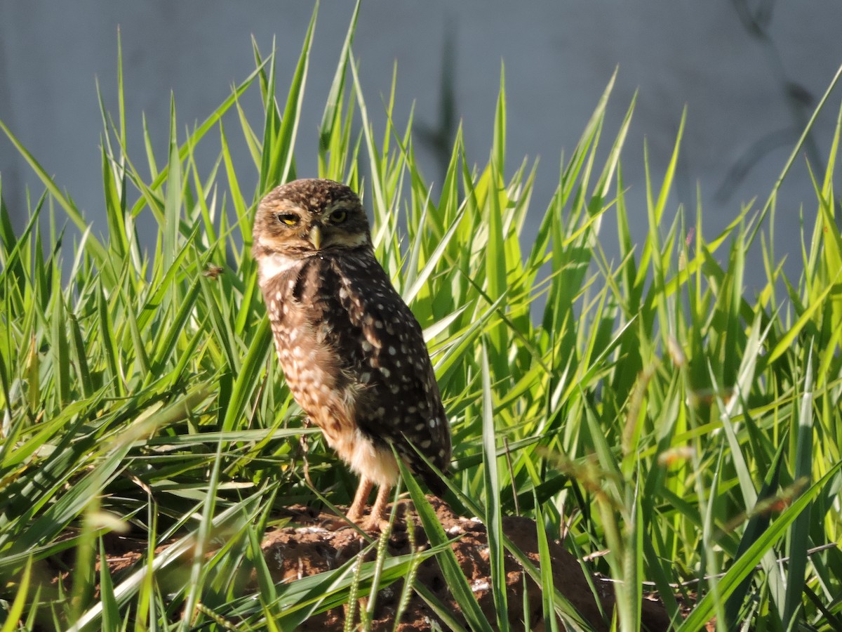 Burrowing Owl - ML198085191