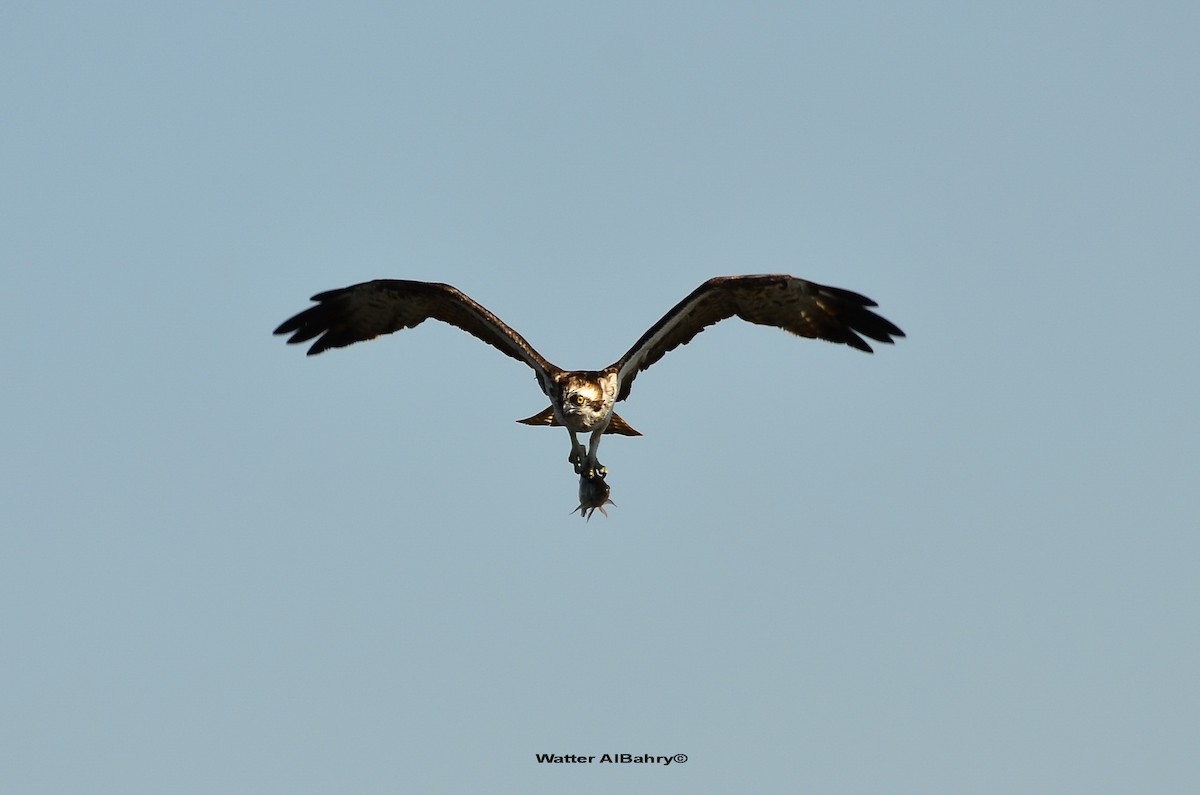 Osprey - Watter AlBahry