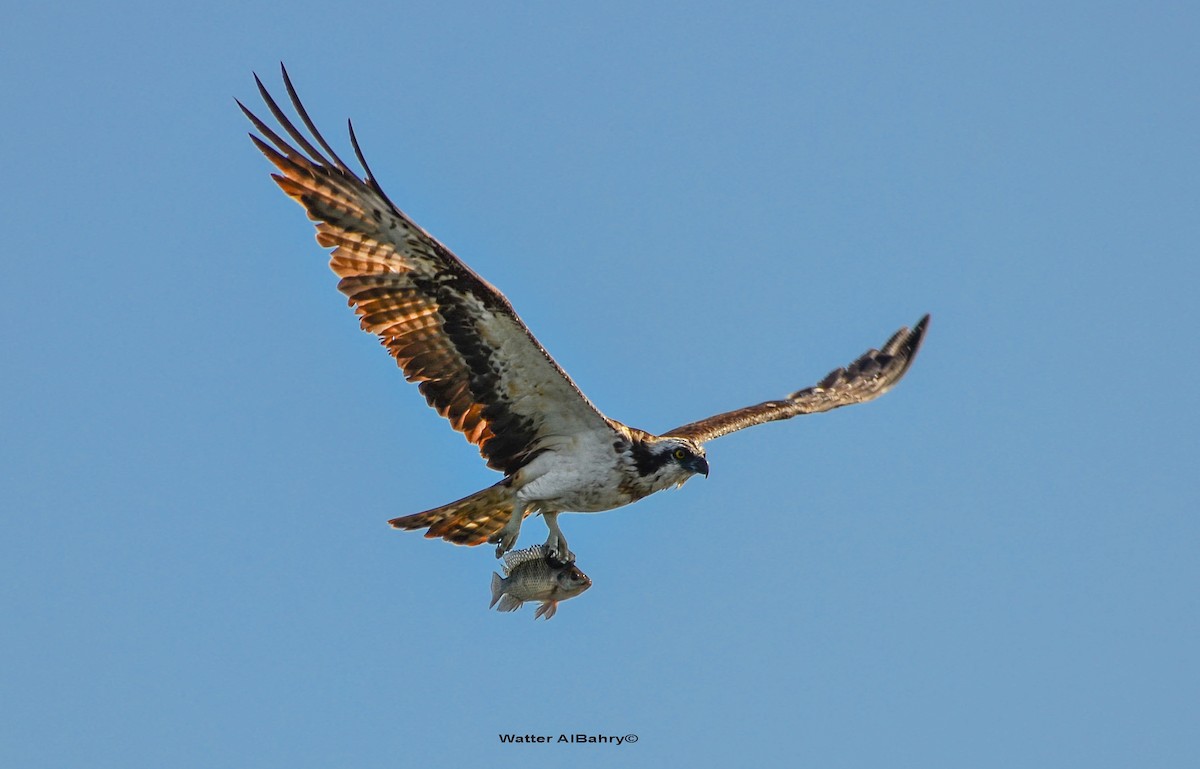 Osprey - Watter AlBahry