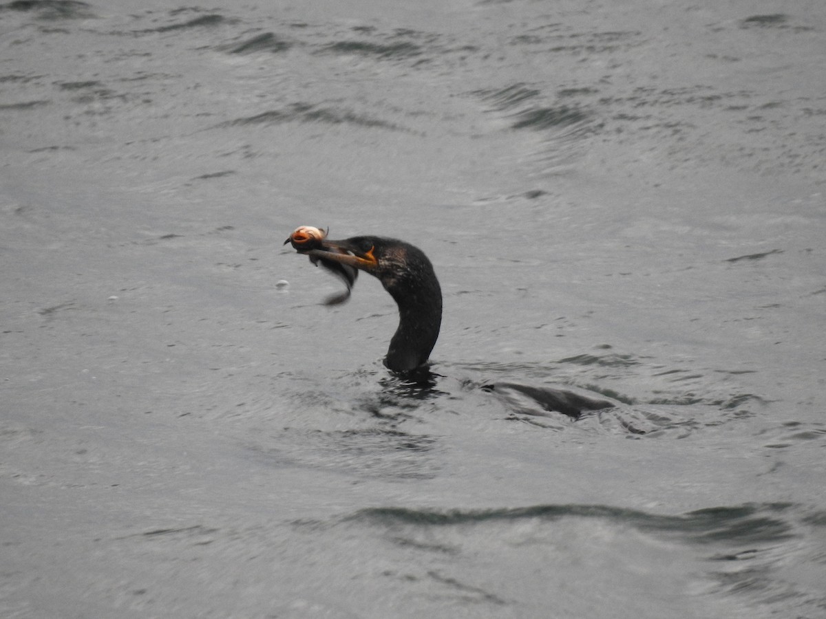 Japanese Cormorant - Jupiter Jeon