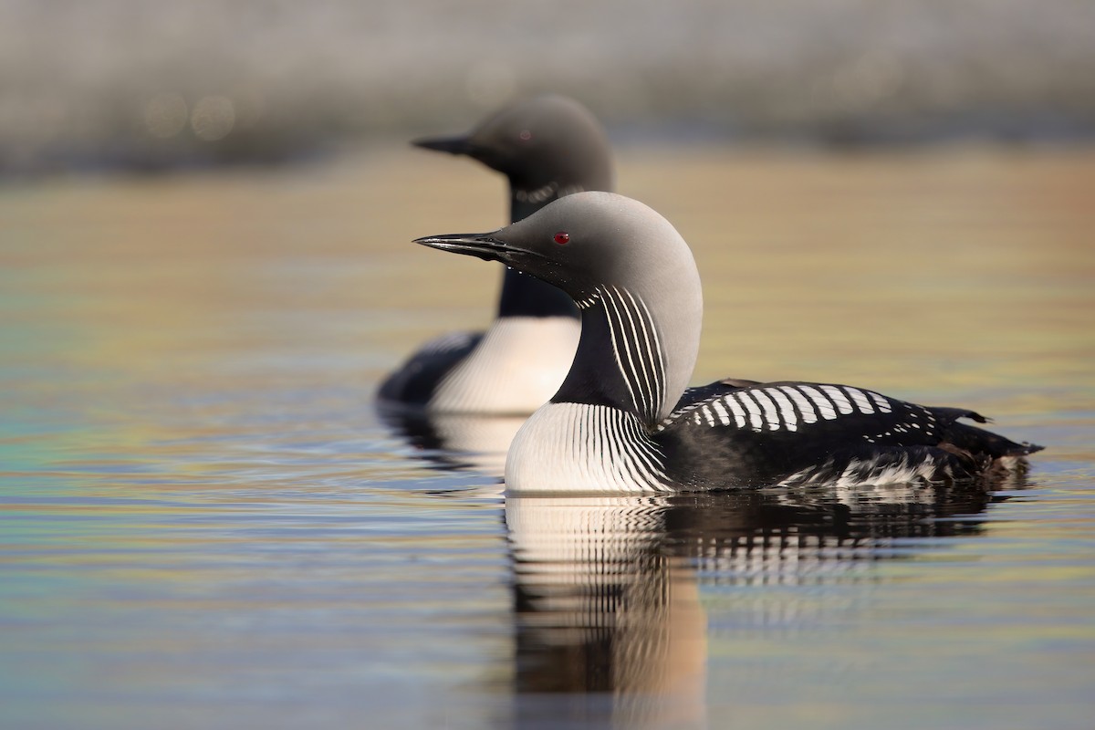 Pacific Loon - Marco Valentini