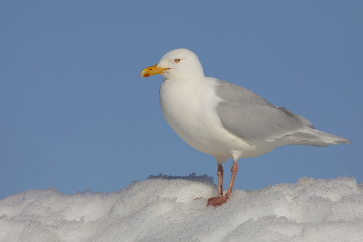 Glaucous Gull - Marco Valentini