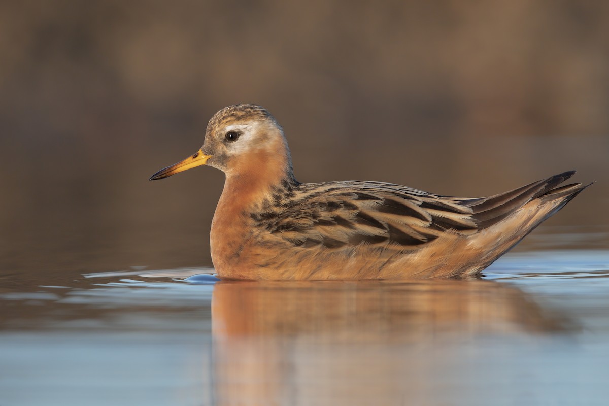 Red Phalarope - ML198090201