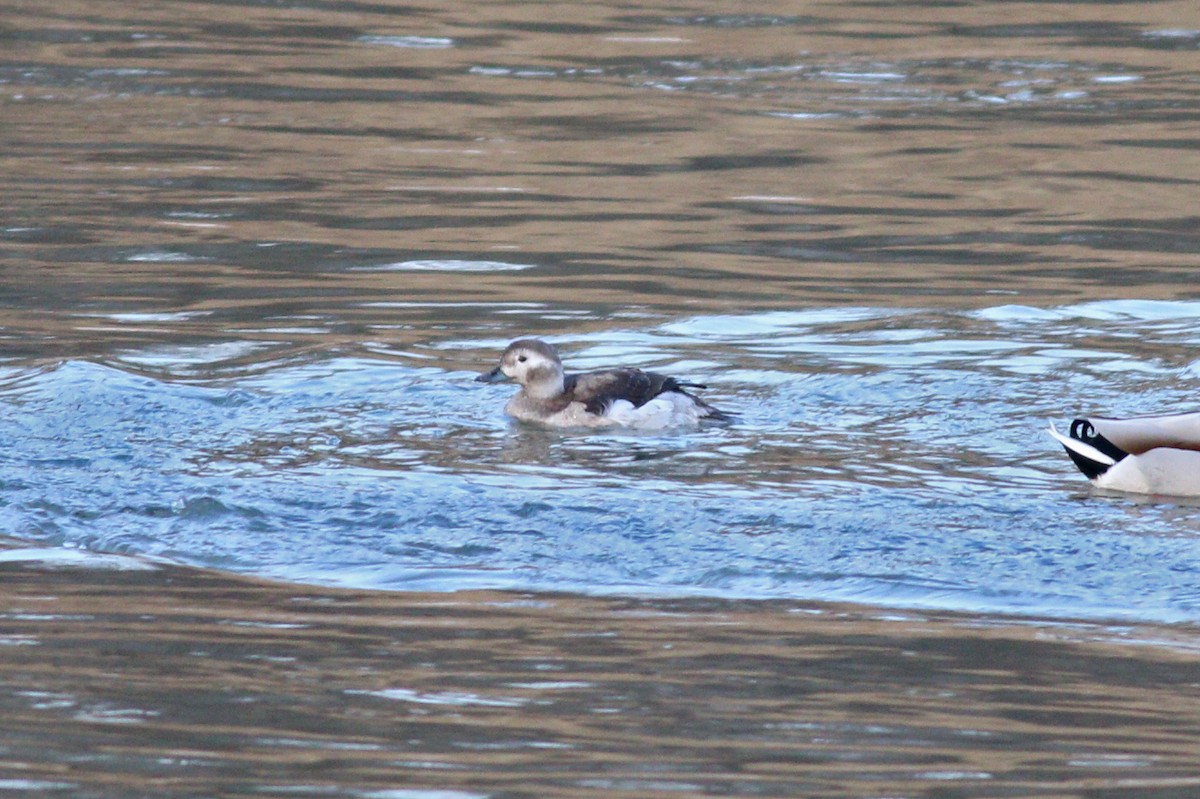 Long-tailed Duck - ML198091771