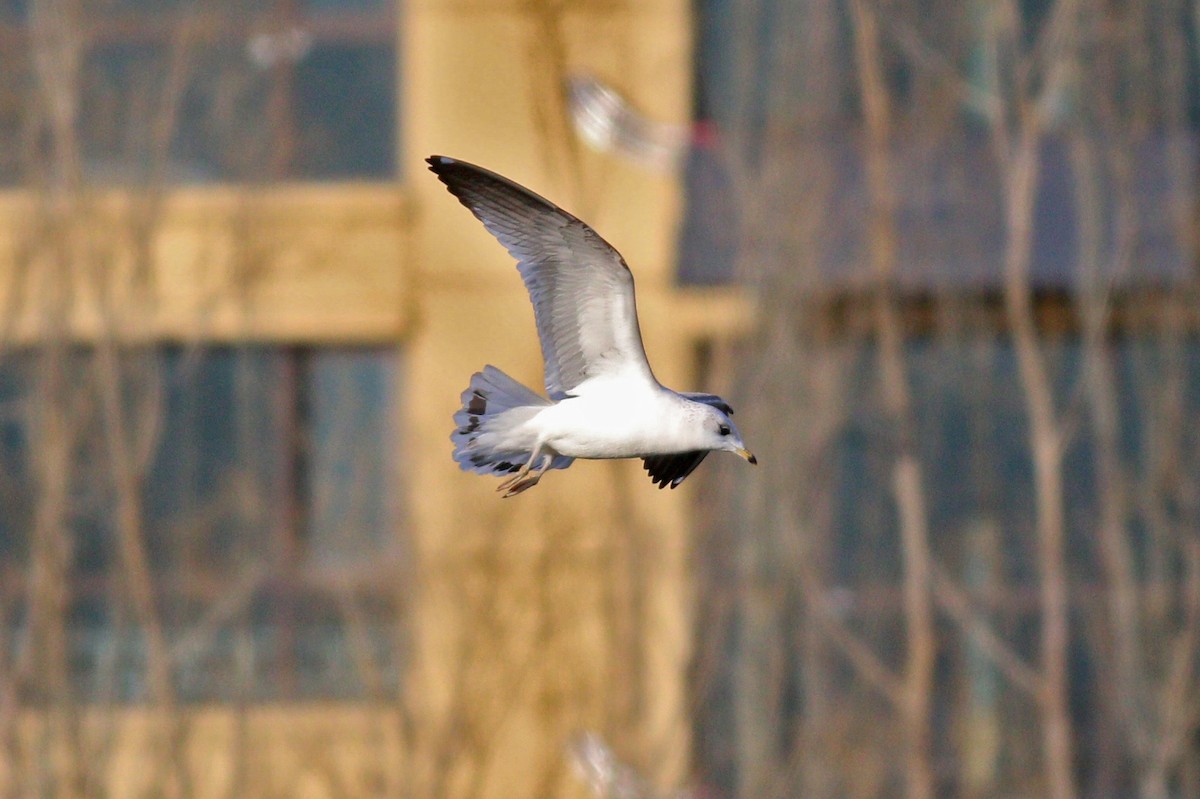 Common Gull - 白尾 海雕