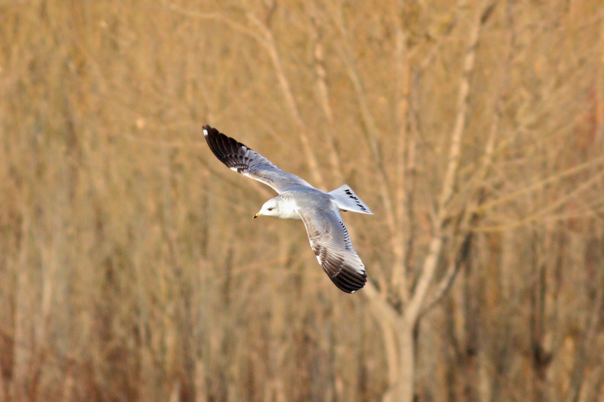 Common Gull - ML198091841