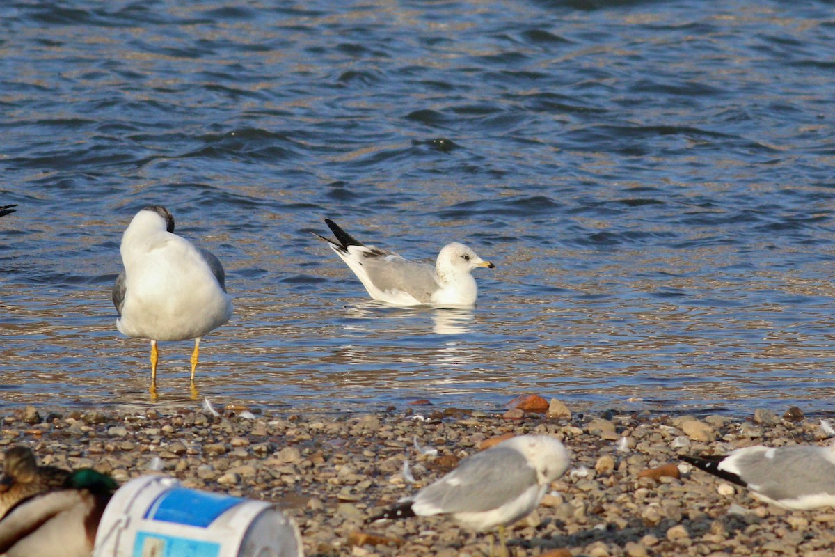 Common Gull - ML198091851