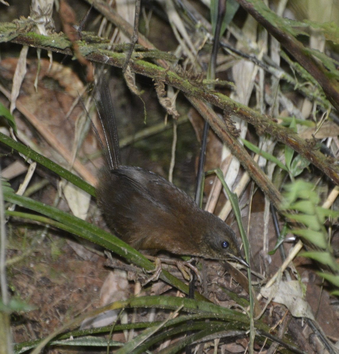 Brown Emutail - ML198093521