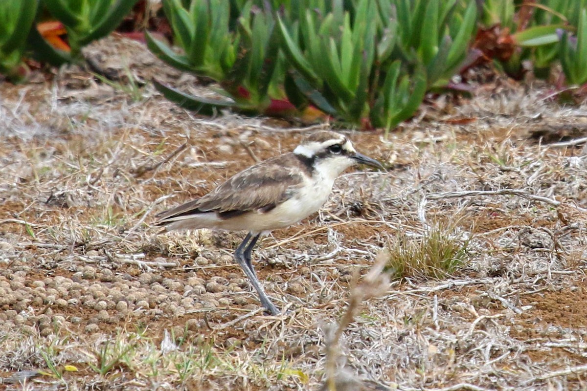 St. Helena Plover - ML198094151