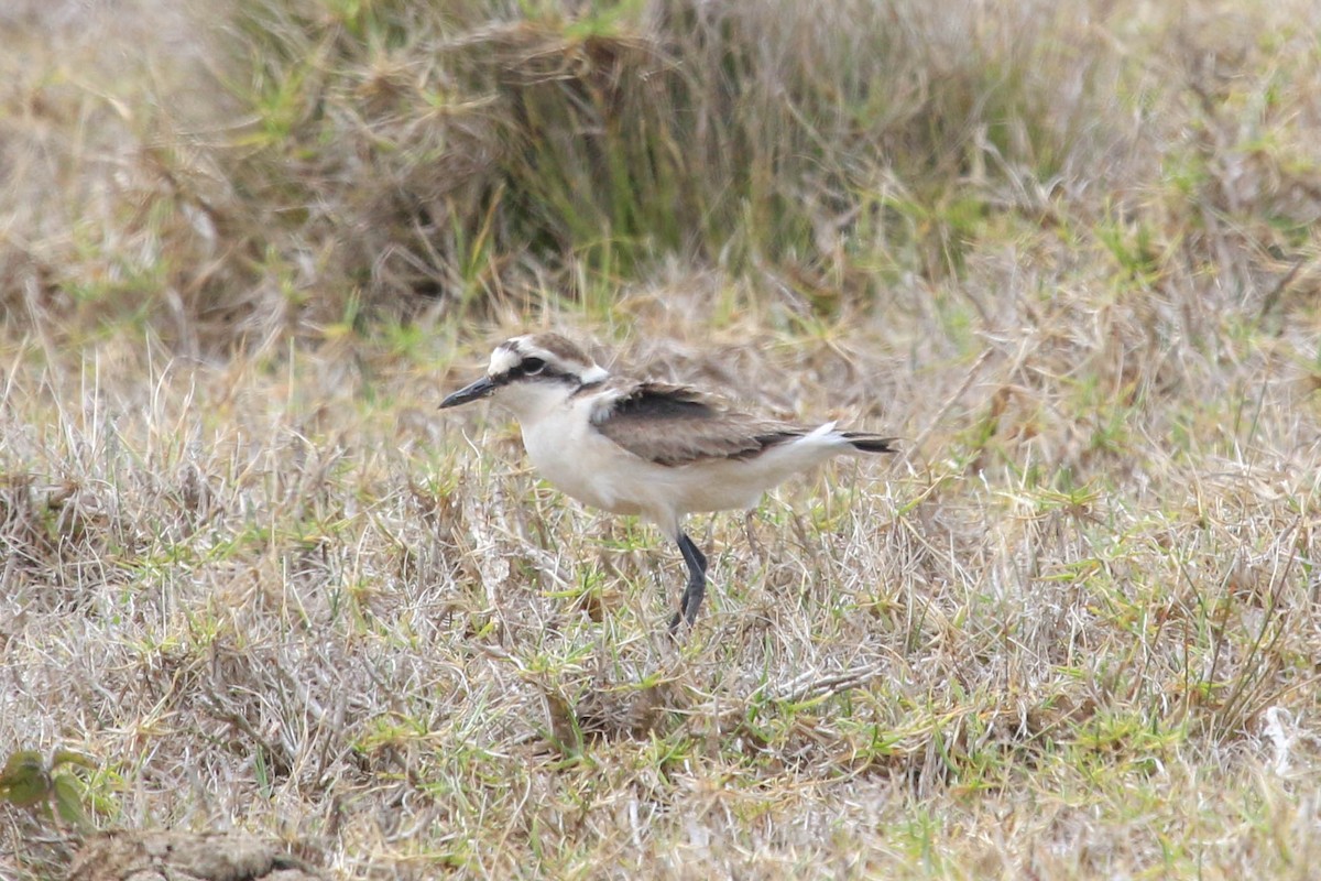 St. Helena Plover - Allison Miller