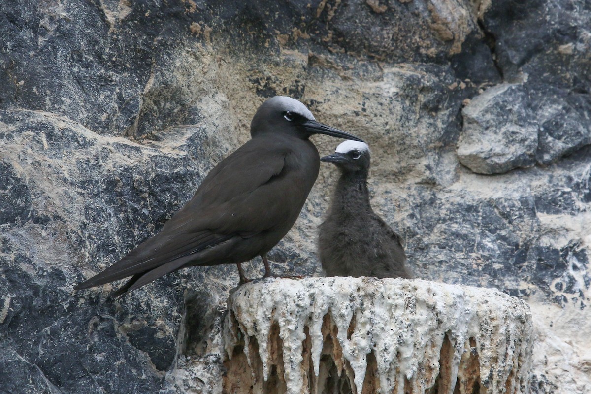 Black Noddy - Allison Miller