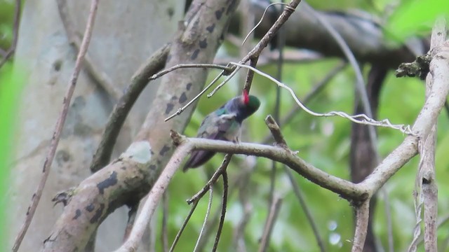 Blue-throated Goldentail - ML198096381