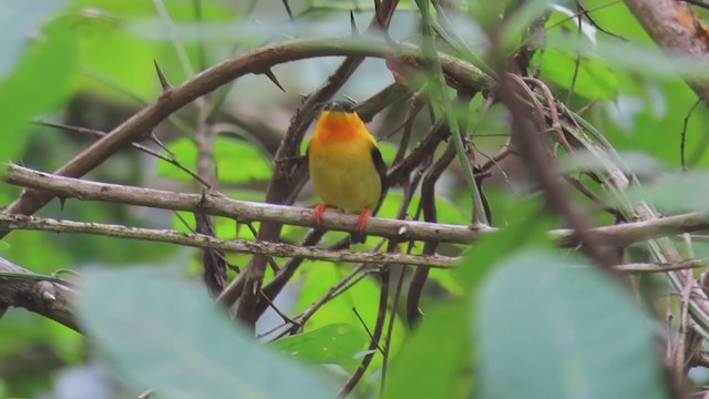 Orange-collared Manakin - ML198096761