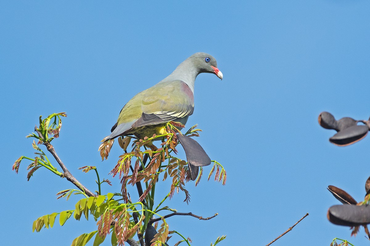 Pemba Green-Pigeon - ML198097201