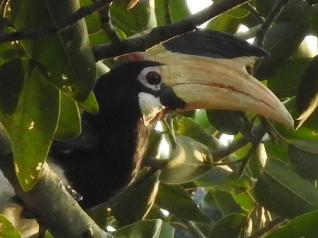 Malabar Pied-Hornbill - ML198097711