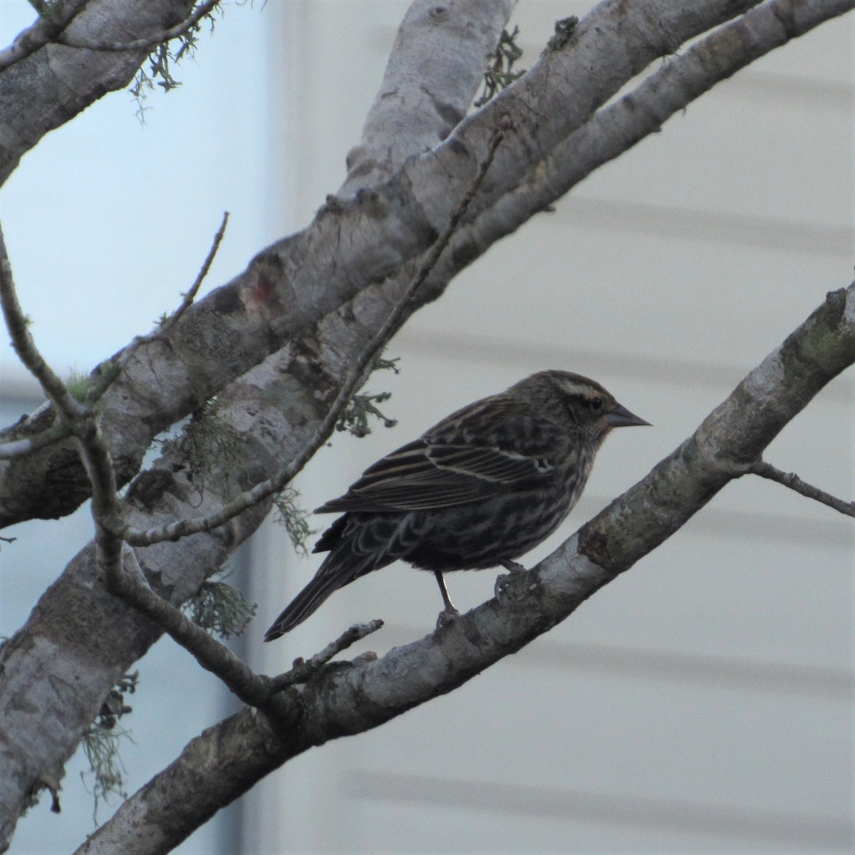 Red-winged Blackbird - ML198097751