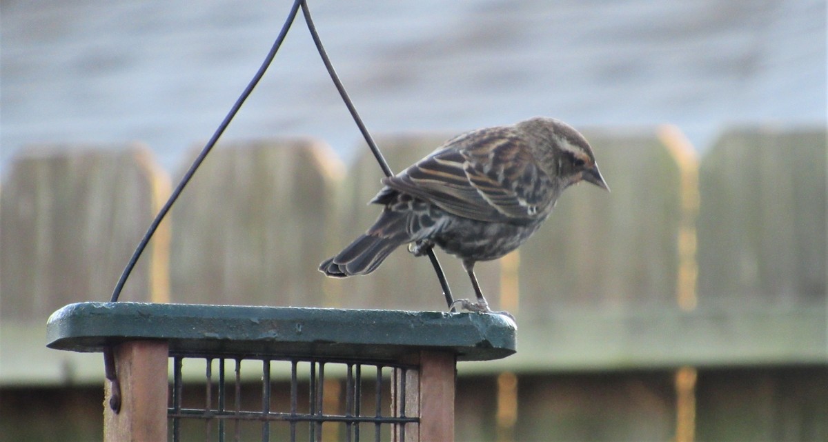 Red-winged Blackbird - ML198097761