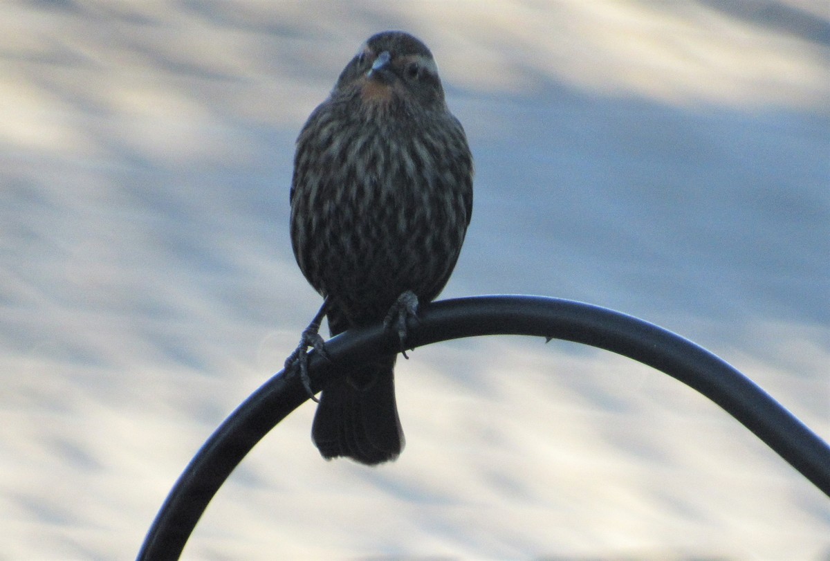 Red-winged Blackbird - ML198097771